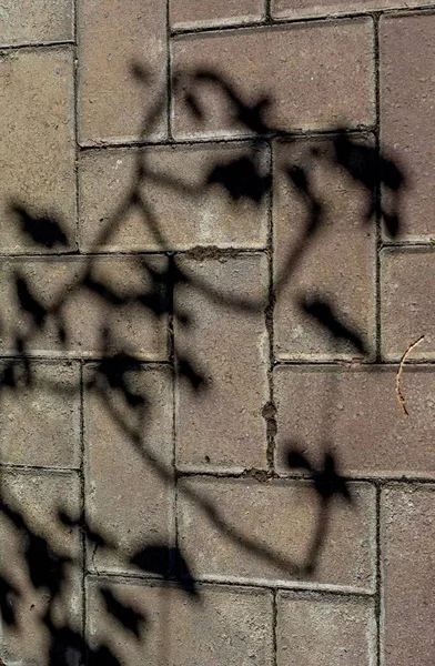 Las Sombras Una Planta Maceta Forman Formas Extrañas Una Imagen — Foto de Stock