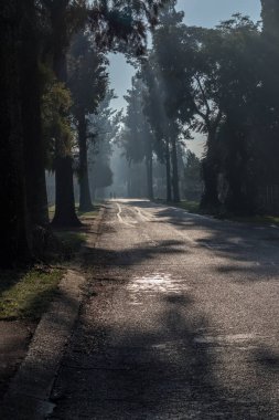 Portre biçiminde kopya alanı ile uzun ağaçlar görüntü ile kaplı gölgeli bir sokakta yürüyen iki kişi