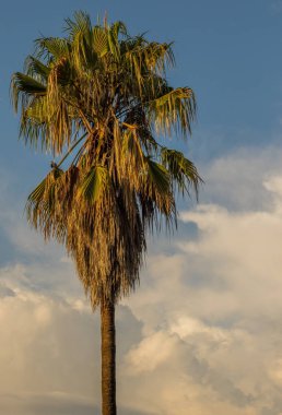 Portre formatında kopya alanı ile bulutlu bir gökyüzü görüntüsüne karşı izole edilmiş uzun bir palmiye ağacının tepesi
