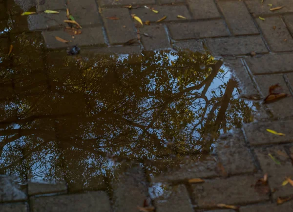 Stromy Podzimním Listím Odrazily Kaluži Dešťové Vody Venkovním Prostoru Zpevněném — Stock fotografie