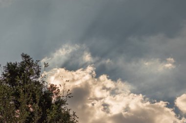 Kopya alanı ile ön planda görüntü bir ağaç ile bulutlar arasında parlayan güneş ışınları ile gün batımı