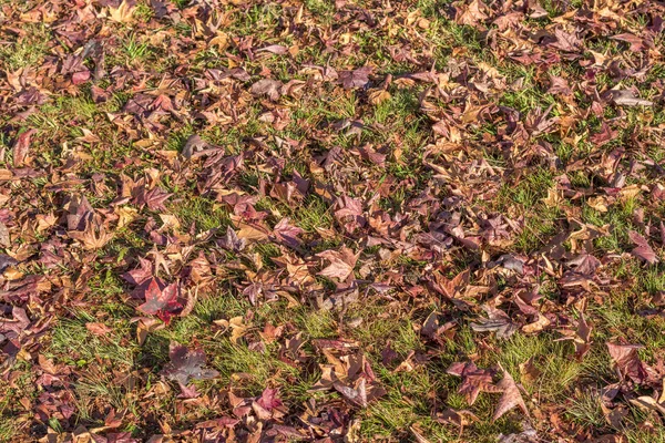 Laranja Amarelo Folhas Outono Espalhadas Por Uma Imagem Gramado Verde — Fotografia de Stock