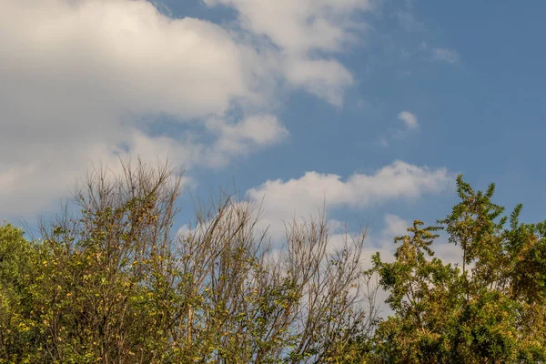 Blauer Himmel Und Weiße Wolken Über Bäumen Mit Herbstblättern Bild — Stockfoto