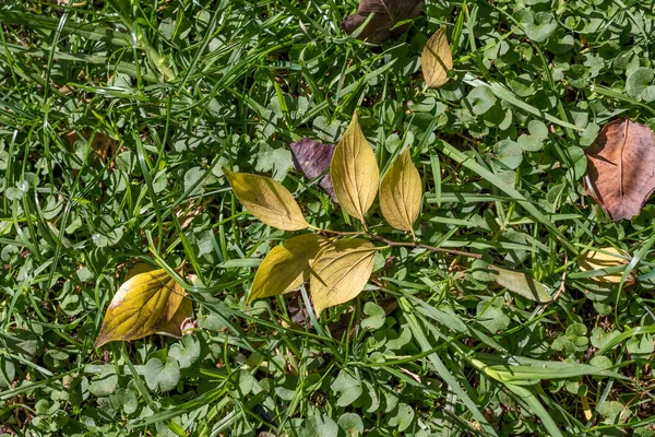 Folhas Outono Amarelas Secas Isoladas Patch Imagem Grama Verde Com — Fotografia de Stock