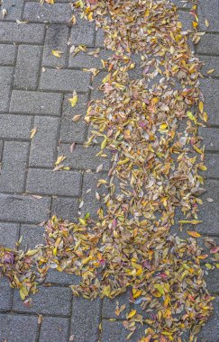 Sarı ve turuncu renkli küçük sonbahar yaprakları renksiz tuğlalı asfalt bir yüzey resmi üzerinde izole edilmiş.