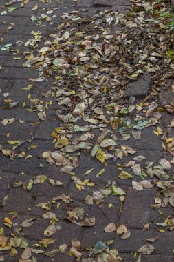 Üzerine üflenen ve kopya alanı ile asfalt bir yüzey görüntü üzerine serpiştirilmiş kuru yaprakları ile bir stark ve soğuk kışlar sabah sahnesi