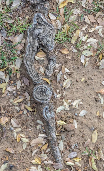 Formas Extrañas Formadas Naturaleza Por Raíces Árboles Expuestos Imagen Con —  Fotos de Stock