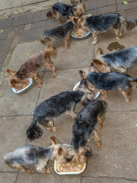 Stray dogs feed hungrily at an animal shelter