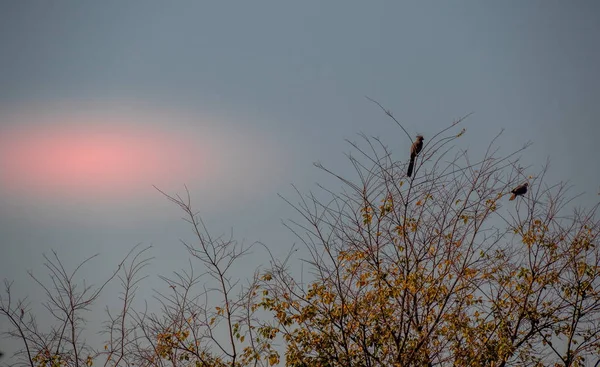 Dwa Ptaki Izolowane Górnej Części Drzewa Jesiennych Liści Przed Nastrojowe — Zdjęcie stockowe