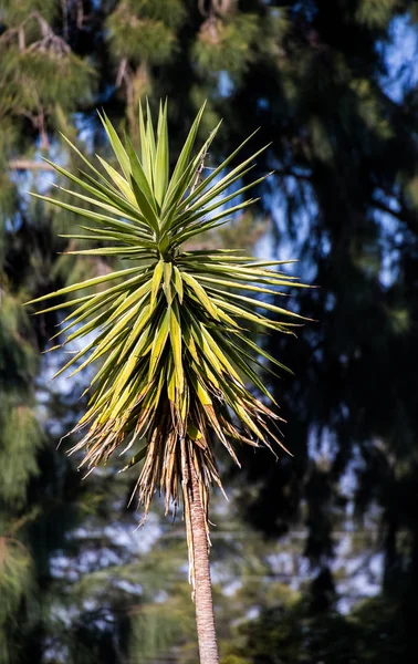 A hardy plant with long spiky leaves isolated against a dark green foliage background image with copy space in portrait format