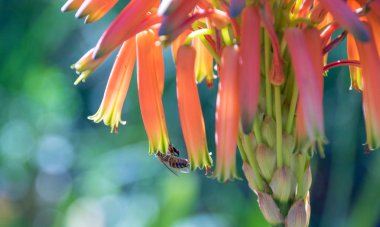 Bir Afrika bal arısı izole peyzaj formatında kopya alanı ile bir aloe vera çiçek görüntü tozlaşma