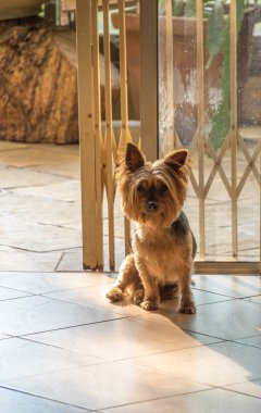 Küçük bir kahverengi köpek kopya alanı ile portre formatında açık bir kapı görüntüsü ile gelen öğleden sonra güneşin son ışınları kendini ısıtır