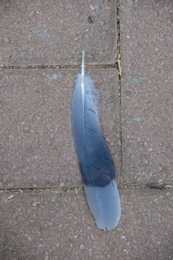 Kopyalama alanı ile döşeli tuğla yüzey görüntüsü üzerinde izole gri bir tüy