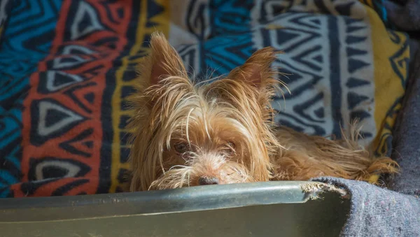 A small scared brown dog hides in a basket image with copy space in landscape format