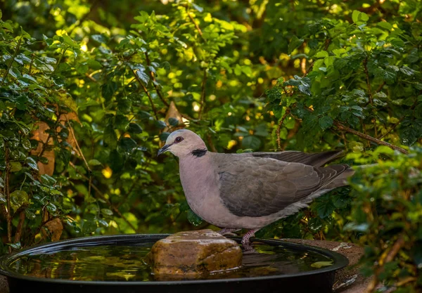Ein Geheimnisvoller Wildvogel Trinkt Wasser Einem Vogelbad Versteckt Einem Urbanen — Stockfoto