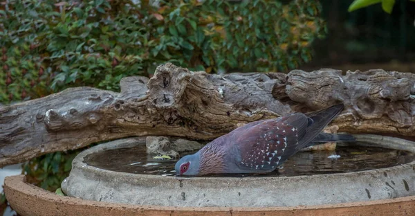 Dziki Gołąb Napojów Wody Birdbath Miejskim Wizerunku Ogrodu Formacie Krajobrazu — Zdjęcie stockowe