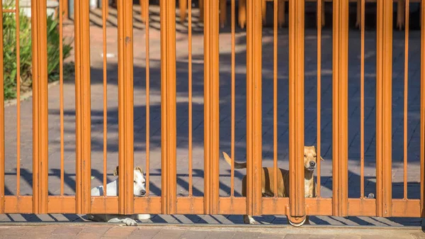 Dos Perros Domésticos Compañía Esperan Pacientemente Puerta Para Que Dueño —  Fotos de Stock