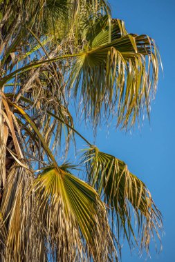 Yeşil ve sarı palmiye ağacı kopya alanı ile mavi bir gökyüzü görüntü karşı izole yaprakları