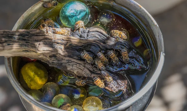 African honey bees drink water from a home made bee bath in a residential garden