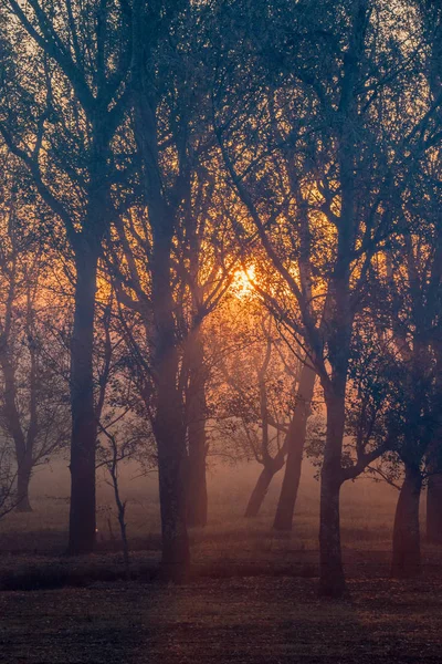 Stimmungsvoller Sonnenuntergang Mit Silhouettierten Bäumen Der Zentralen Region Drakensberg Südafrika — Stockfoto