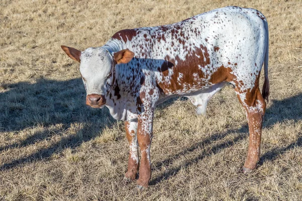 Een Bruin Wit Nguni Kalf Geïsoleerd Beeld Liggend Formaat — Stockfoto