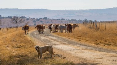 Bir çalışma çiftlik köpeği ve peyzaj formatında kopya alanı ile bir kış manzara görüntü bir tozlu çiftlik yolda sığır küçük bir sürüsü