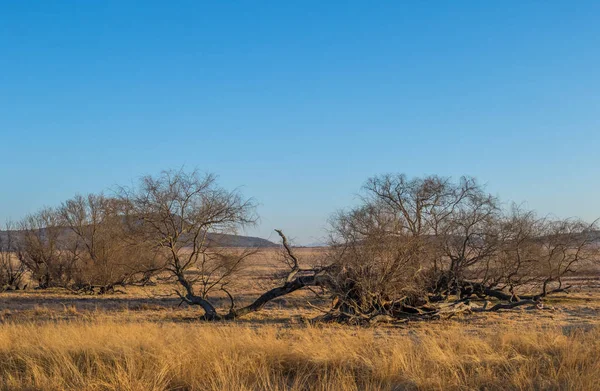 Krajobraz Farmy Zimowych Regionie Kwazulu Natal Midlands Rpa Obraz Kopią — Zdjęcie stockowe