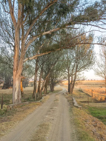 Ein Feldweg Führt Durch Eine Gasse Mit Hohen Bäumen Und — Stockfoto