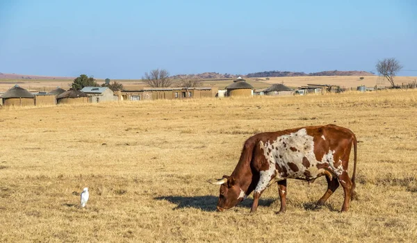 Escena Tradicional Paisaje Africano Con Una Vaca Nguni Alimentada Pequeño Fotos De Stock Sin Royalties Gratis