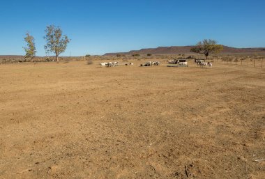 Kopya alanı ile manzara formatında Güney Afrika görüntü Büyük Karoo bölgesinde bir çiftlikte kurak bir padok koyun