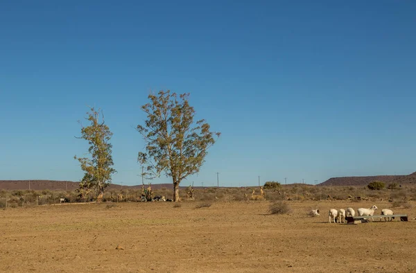 コピースペース付きの風景形式で南アフリカの大カルー地域の農場で乾燥したパドックの羊 — ストック写真