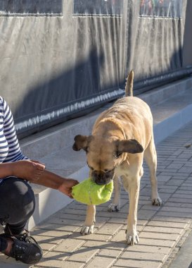 Bir kadın açık havada güneşte otururken onu büyük evcil köpek ile oynar