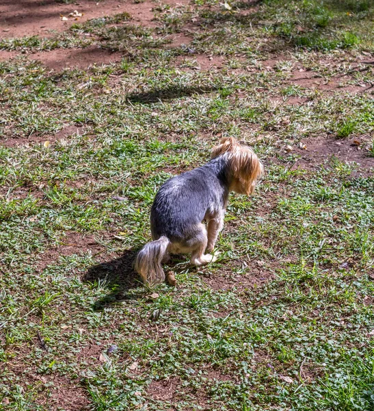 Küçük bir kahverengi köpek kopya alanı ile görüntü dışında bir çim bir kaka yapma