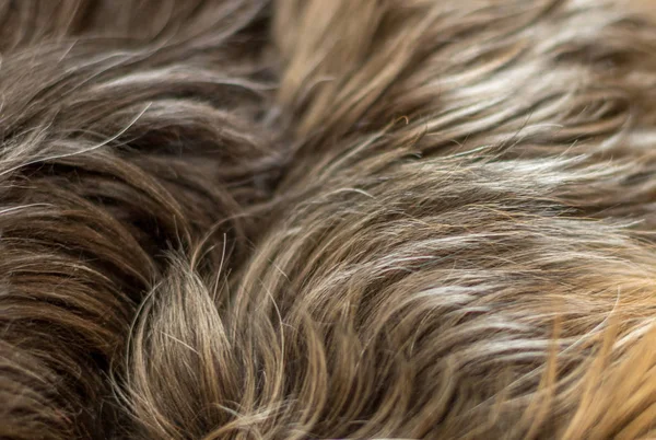 Dog hair up close and isolated image for background use with copy space