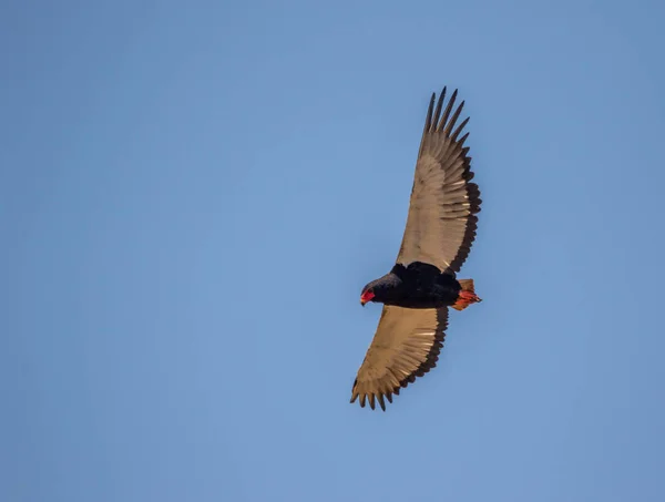 Samotny Bateleur Odizolowany Jasnoniebieskiego Obrazu Nieba Przestrzenią Kopiowania Formacie Poziomym — Zdjęcie stockowe