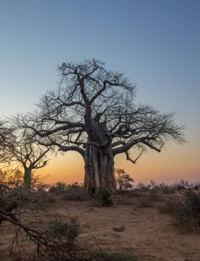 Baobab ağaçları, arkaplan kullanımı için gün batımı resminde siluetlendi