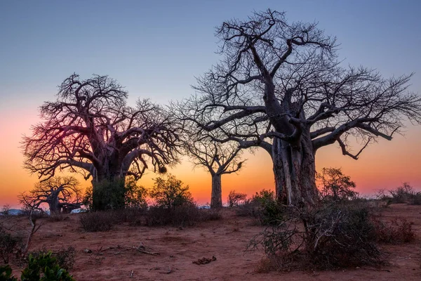 Árboles Baobab Siluetas Atardecer Para Uso Fondo Con Espacio Copia — Foto de Stock