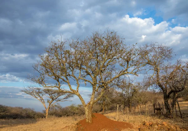 Espinheiros Isolados Contra Céu Nublado África Sul Imagem Formato Horizontal — Fotografia de Stock