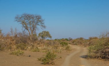 Kumlu bir araç, alçak çalılar ve yatay formatında geniş bir açık gökyüzü görüntüsü ile kuru bir yaban alanı boyunca iz sürer.