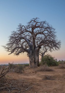 Tek başına büyük bir baobab ağacı, temiz bir gökyüzü resmine karşı izole edilmiş, dikey olarak kopyalama alanı ile