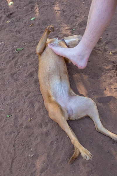 A human foot tickling a dog lying on its back on the ground image with copy space in vertical format