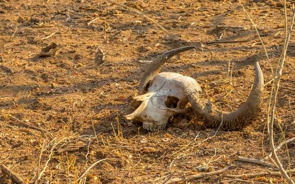 Schädel Und Hörner Eines Afrikanischen Büffels Isoliert Auf Einem Trockenen — Stockfoto