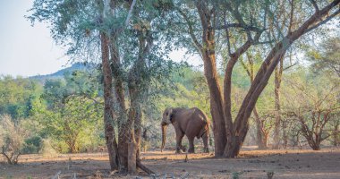 Güney Afrika 'daki Kruger Ulusal Parkı' ndaki ağaçların arasında büyük bir Afrika fili yatay formatında fotokopi uzayını görüntülüyor.