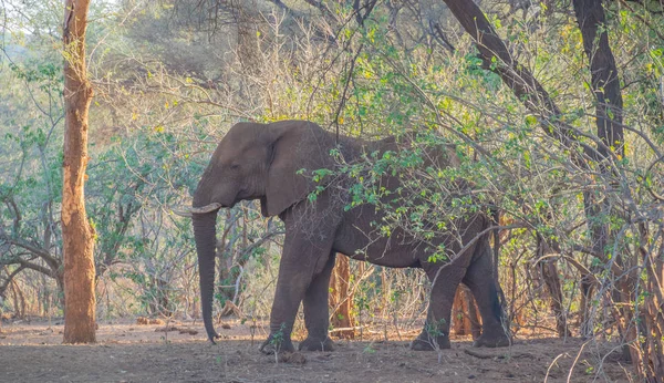 A large African elephant in a clump of trees in the Kruger National Park in South Africa image with copy space in horizontal format