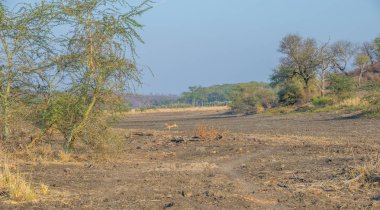 Güney Afrika 'daki Kruger Ulusal Parkı' nın kuzey kesimindeki Limpopo Nehri 'nin kuru taşkın ovaları manzara biçiminde fotokopi alanı ile