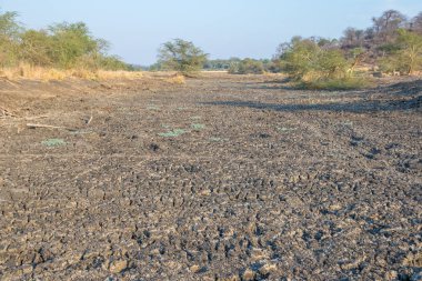 Güney Afrika 'daki Kruger Ulusal Parkı' nın kuzey kesimindeki Limpopo Nehri 'nin kuru taşkın ovaları manzara biçiminde fotokopi alanı ile