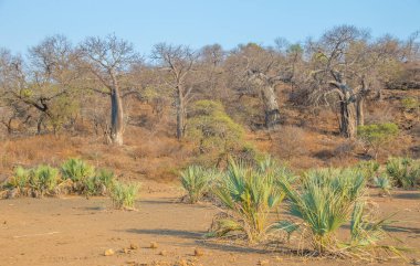 Güney Afrika 'daki Kruger Ulusal Parkı' ndaki Limpopo sel yatay formatındaki Baobab ve lala palmiye ağaçları