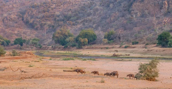 Kuru bir nehir yatağında yürüyen küçük bir Afrika bufalosu sürüsüyle manzara. Öğleden sonra ışık altında fotokopi uzayı yatay formatında.