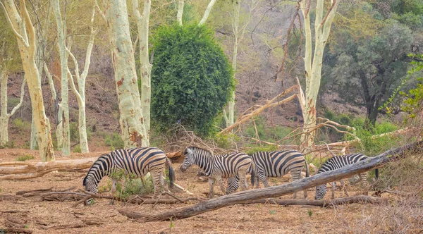 南非克鲁格国家公园的帕夫里热树森林中的斑马图片 带有横向格式的复制空间 — 图库照片