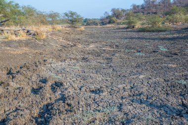Güney Afrika 'daki Kruger Ulusal Parkı' nın kuzeyindeki kuru Limpopo nehrini fotokopi uzayı ile yatay formatında besleyen güneşten kavrulmuş kuru çamurlu kuru bir dere.